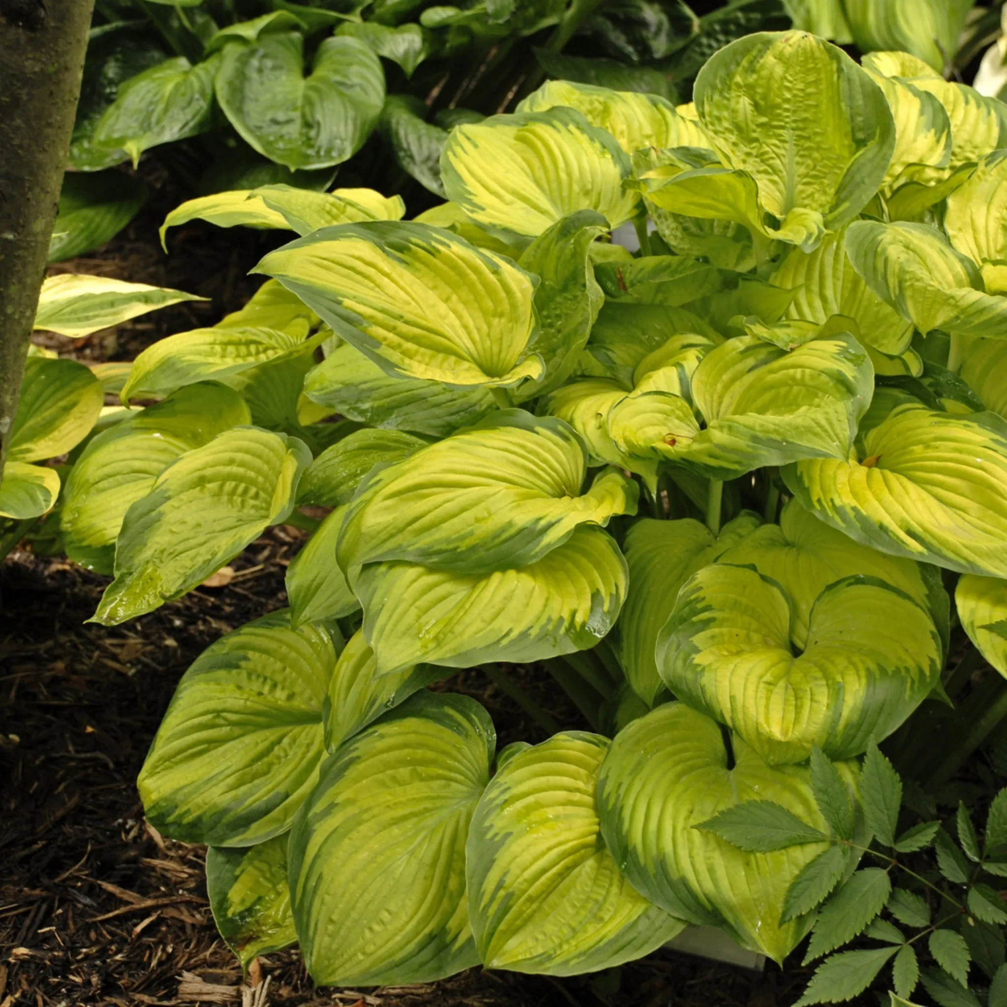 Old Glory PP12503 Hosta