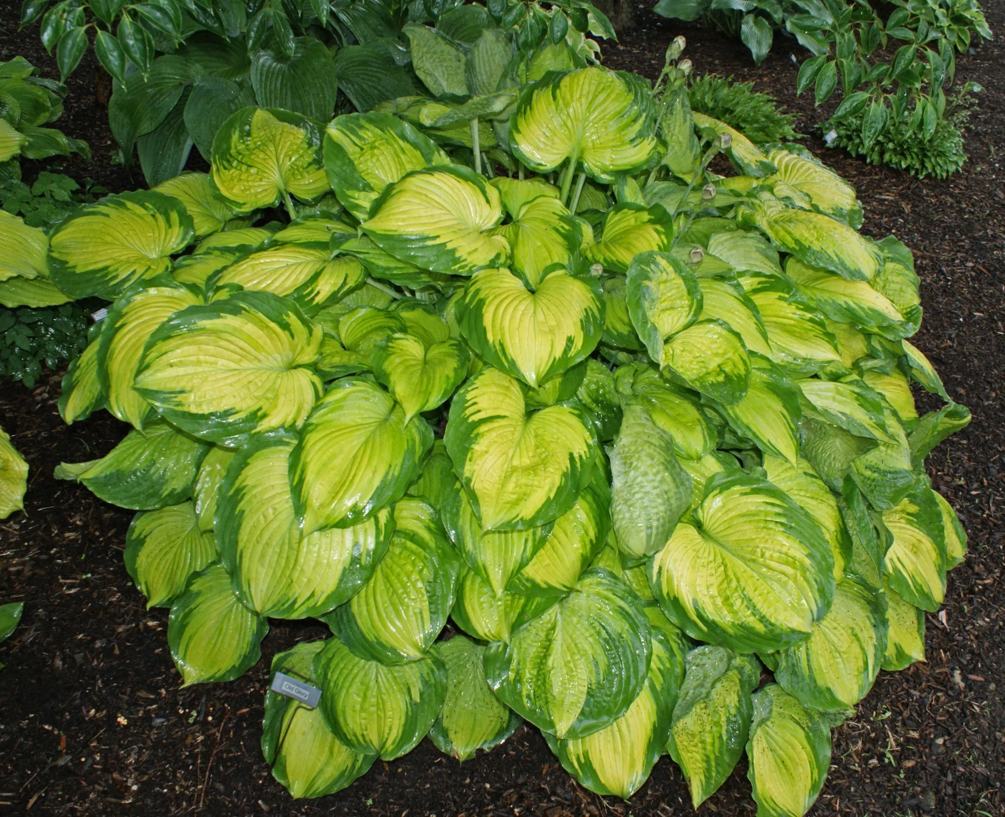 Old Glory PP12503 Hosta